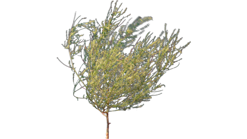 Desert Plant 5 Windy 2