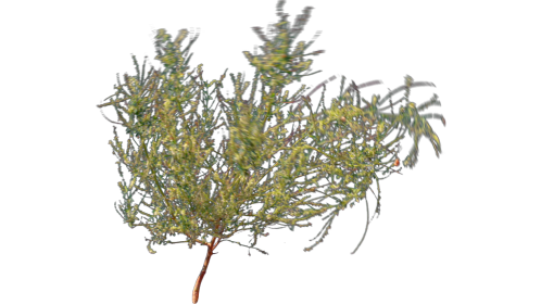Desert Plant 6 Windy 1