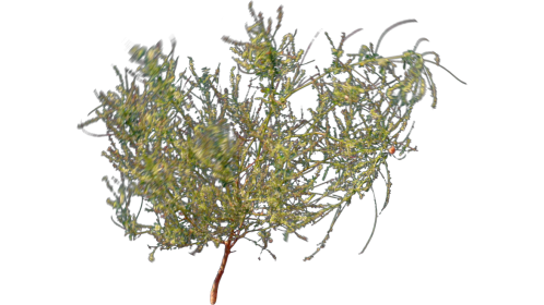 Desert Plant 6 Windy 2