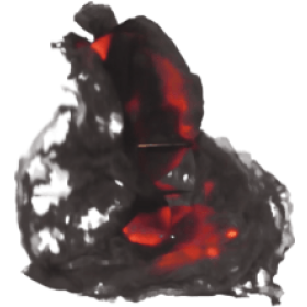 Looping Burning Ember Particle 1