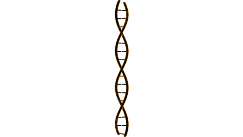 Looping DNA Molecule 4