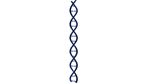 Looping DNA Molecule 5