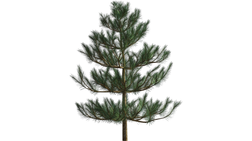 Looping Windy Pine Tree 1