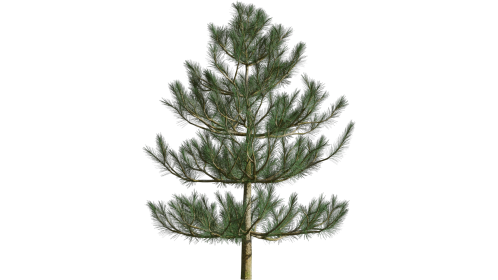 Looping Windy Pine Tree 2