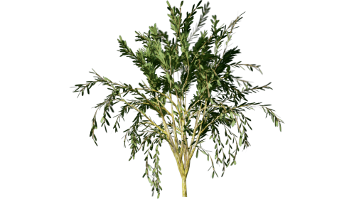 Looping Windy Tree 1