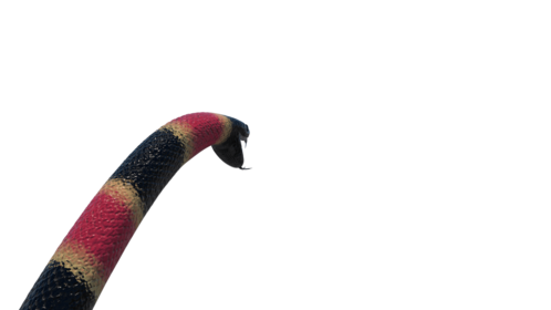 (4K) Coral Snake Attack 1