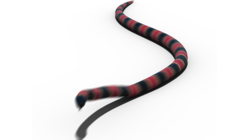 (4K) Coral Snake Moving 1
