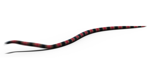 (4K) Coral Snake Moving 2