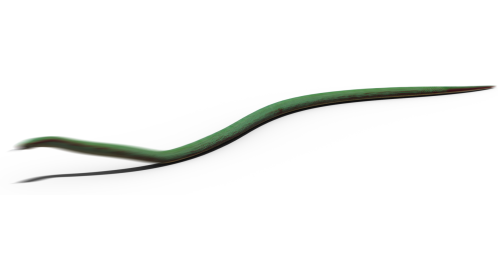 (4K) Green Python Moving 2