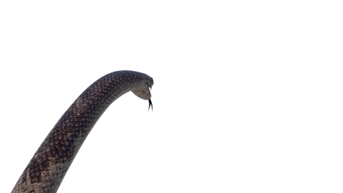 (4K) King Snake Attack 1