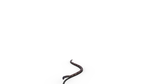 (4K) King Snake Moving 1