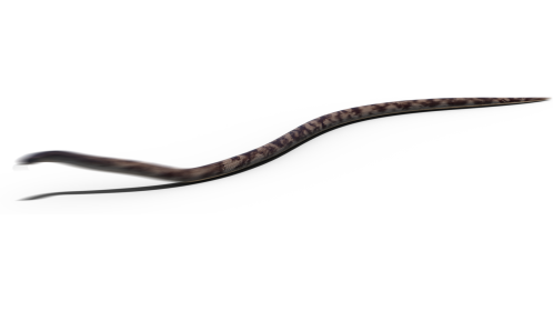 (4K) King Snake Moving 2