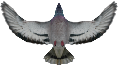 (4K) Looping Pigeon Bottom View