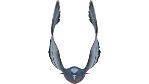 (4K) Looping Pigeon Front View