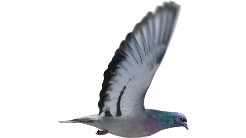 (4K) Looping Pigeon Side View