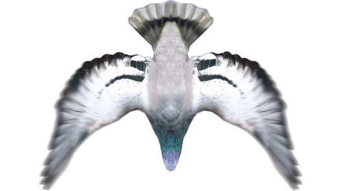 (4K) Looping Pigeon Top View