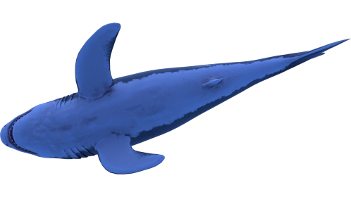 (4K) Looping Shark From Below 1