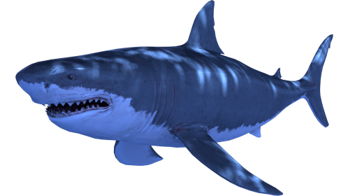 (4K) Looping Shark Quarter View 1