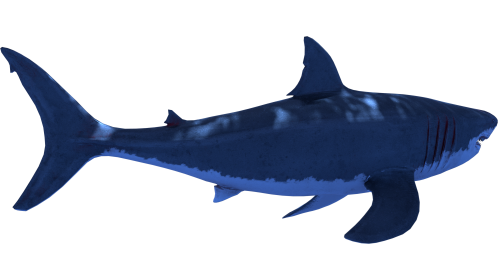 (4K) Looping Shark Quarter View 2