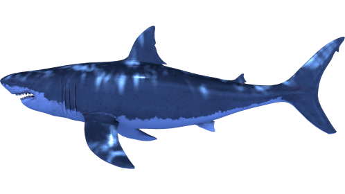 (4K) Looping Shark Side View 1