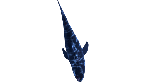 (4K) Looping Shark Top View 1
