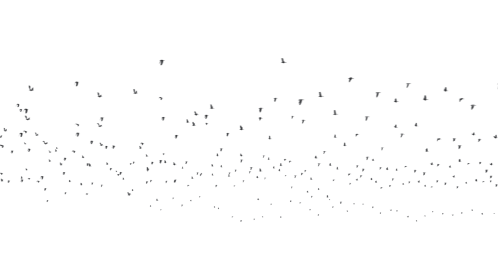 (4K) Murder Of Crows 1
