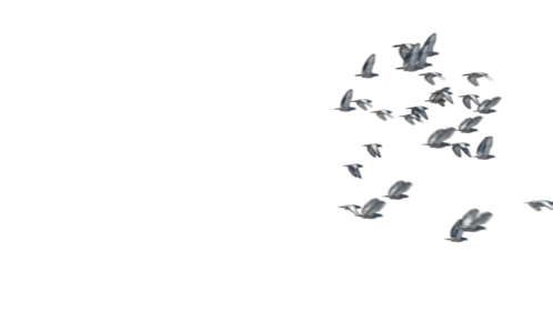 (4K) Pigeon Flock Flyby 1