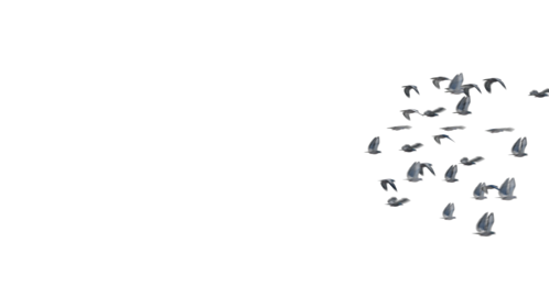 (4K) Pigeon Flock Flyby 2