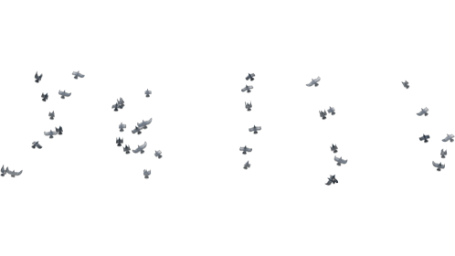 (4K) Pigeon Flock Spooked 1