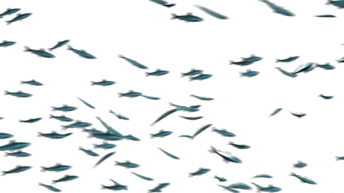 (4K) Sardine School Passing 1