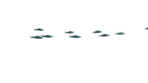 (4K) Sardine School Passing 2