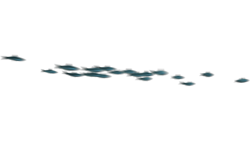 (4K) Sardine School Passing 3