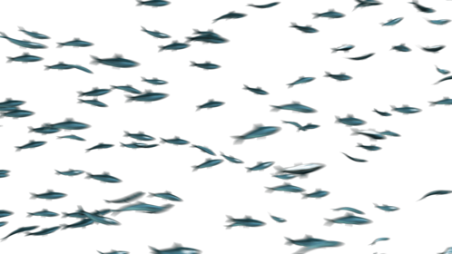 (4K) Sardine School Passing 4