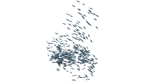 (4K) Sardine School Passing 5