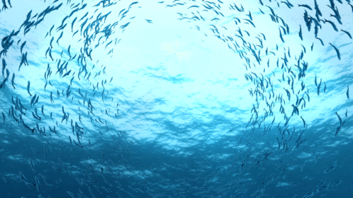 (4K) Sardine School Vortex 1