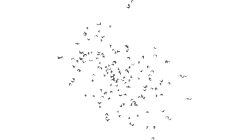 (4K) Swarm Of Crows 1