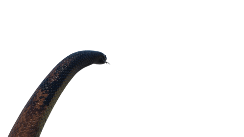 (4K) Taipan Snake Attack 1