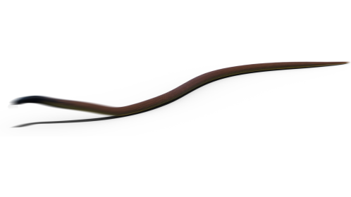 (4K) Taipan Snake Attack 2