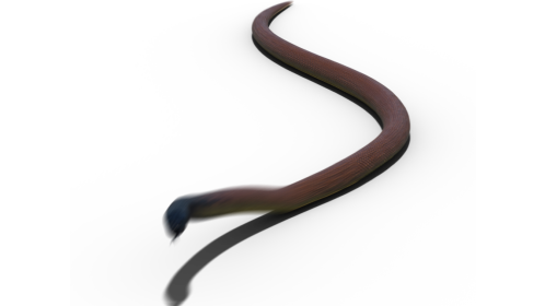 (4K) Taipan Snake Moving 1