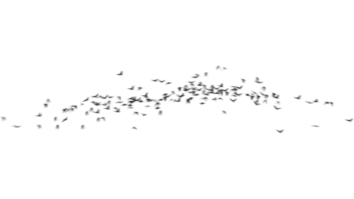 Birds Fly By 2