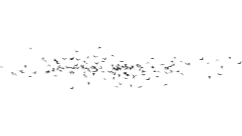 Birds Fly By 4