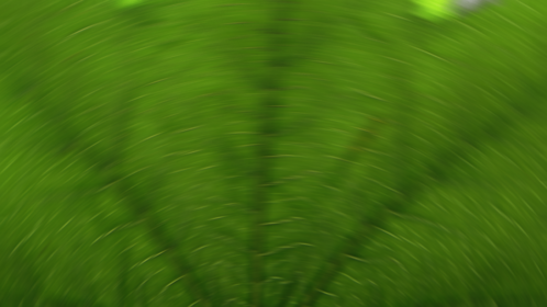 Leaf Crossover Transition 2