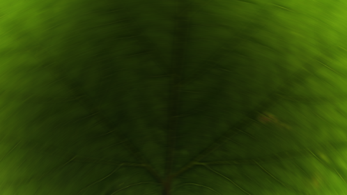 Leaf Crossover Transition 3