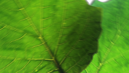 Leaf Crossover Transition 4