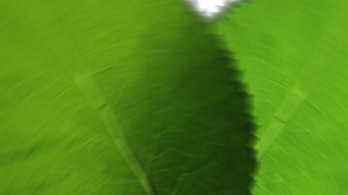 Leaf Crossover Transition 5