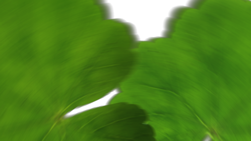Leaf Crossover Transition 6