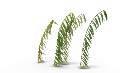 Looping Sea Kelp 1