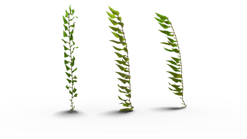 Looping Sea Kelp 3