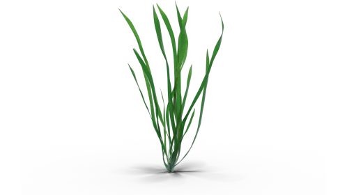 Looping Seagrass 1