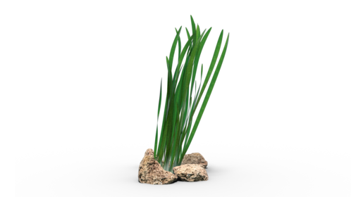 Looping Seagrass 2